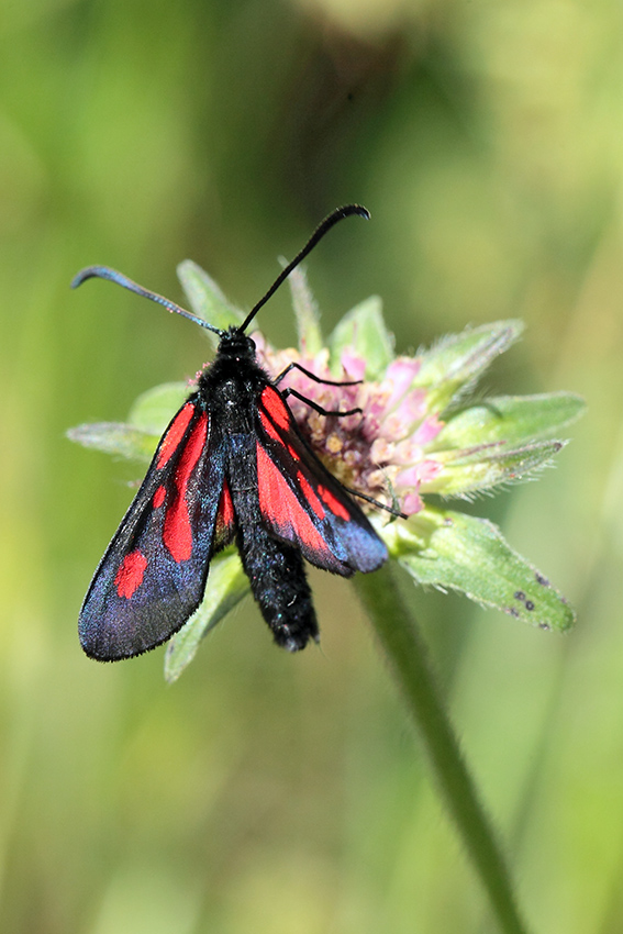 Zygaena da id